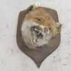 Fox Head