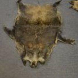 Pelt Item