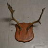 Mounted Antlers