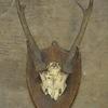 Mounted Antlers