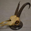 Mounted Horns