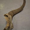 Horn