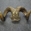 Mounted Rams Horns
