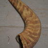 Horn