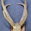 Mounted Stags Head and Antlers