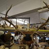 Mounted Antlers