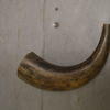Horn