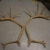 Large Antlers
