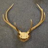 Mounted Antlers