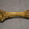 Bone
