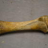 Bone