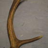 Antler