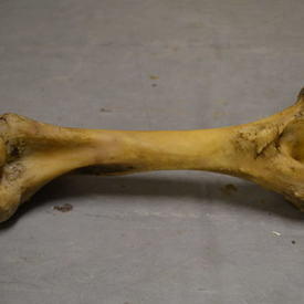 Bone  