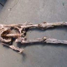 Decomposed Skeleton  