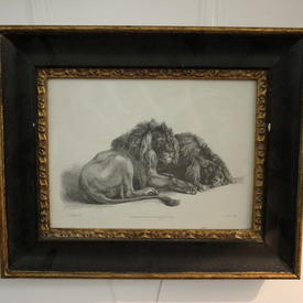 13" x  11" Black & Gilt Frame B&W Print, Wild Cat 