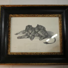 13" x  11" Black & Gilt Frame B&W Print, Wild Cat 