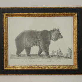 20" x  16" Black & Gilt  Frame B&W Print, Wild Animals 